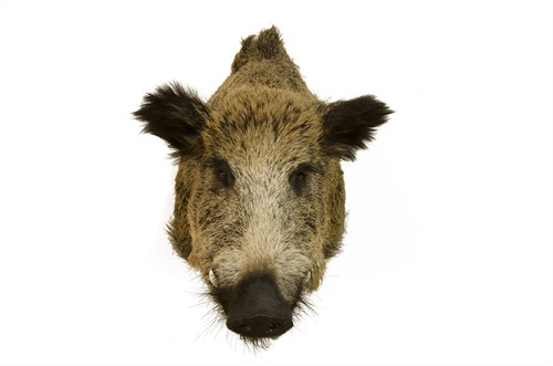 Wild Boar XL SHM *