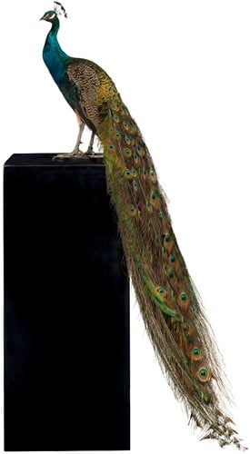 Peacock Right