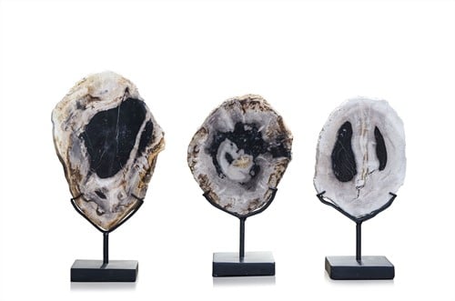 Petrified Wood Slice S