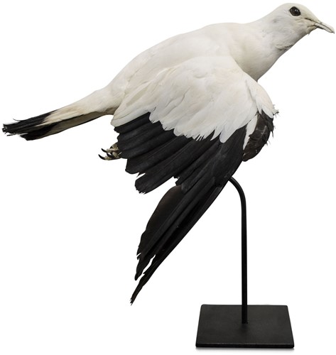 Torresian imperial pigeon