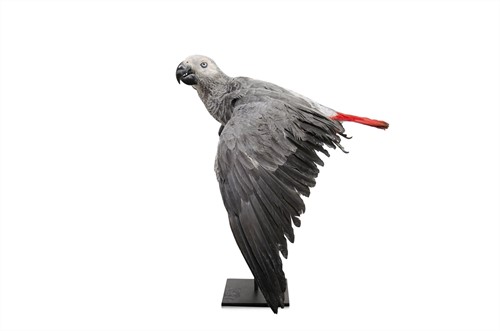 African grey parrot *