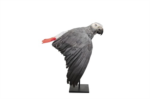 African grey parrot *
