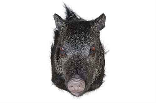 Collared Peccari *